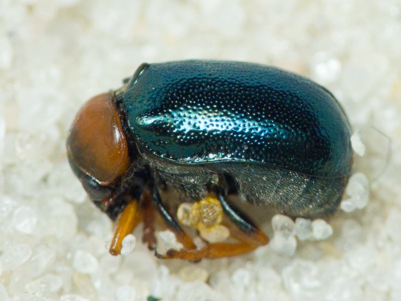 Smaragdina salicina (Scopoli, 1763)
